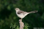 Northern Mockingbird