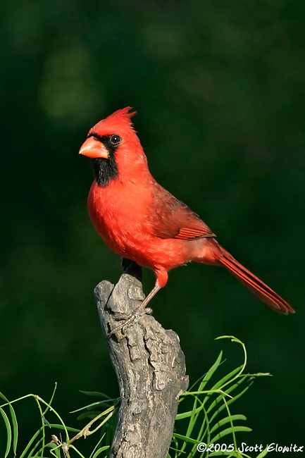 Northern Cardinal