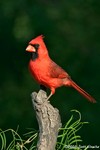 Northern Cardinal