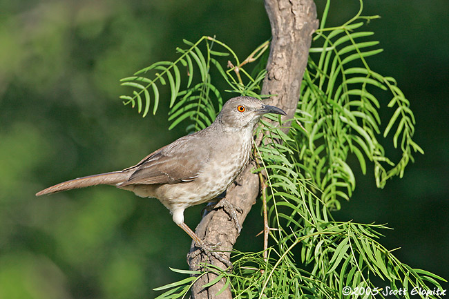 Curve-billed Thrasher