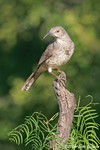 Curve-billed Thrasher