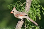 Northern Cardinal female