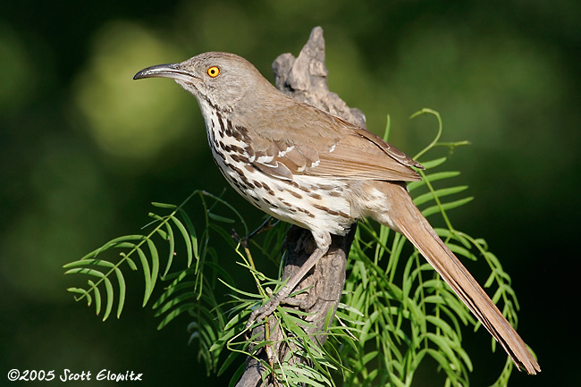 Long-billed Thrasher