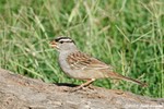 White-crowned Sparrow