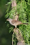 White-crowned Sparrow