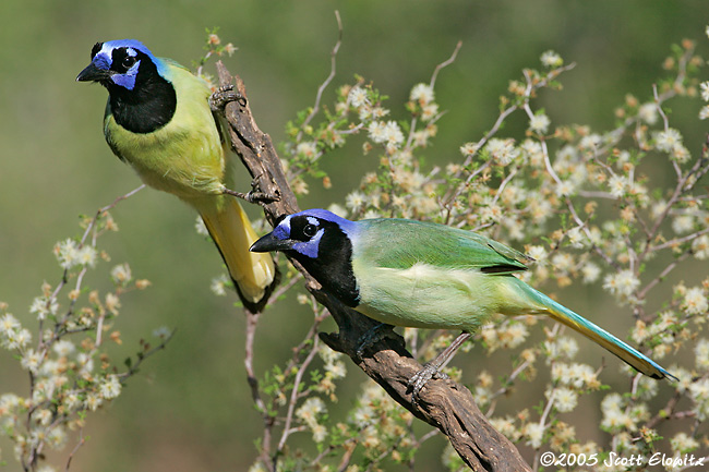 Green Jay