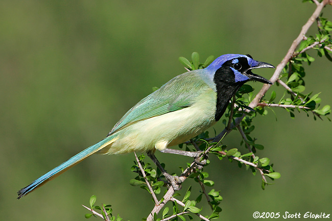 Green Jay