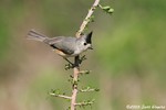 Black-crested Titmouse