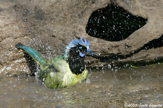 Green Jay