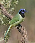 Green Jay