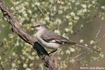 Northern Mockingbird