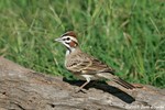 Lark Sparrow