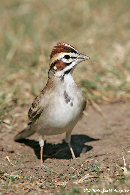 Lark Sparrow