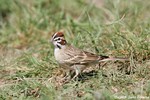 Lark Sparrow