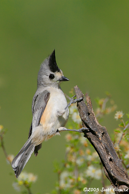 Black-crested Titmouse