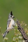 Black-crested Titmouse