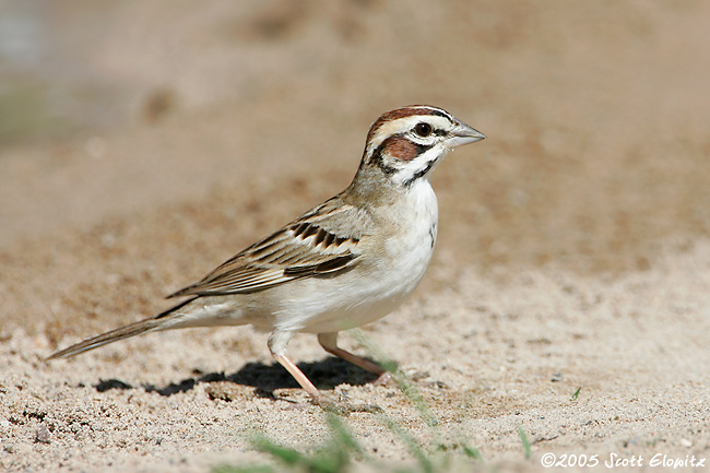 Lark Sparrow