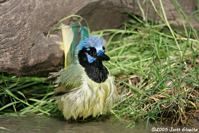 Green Jay