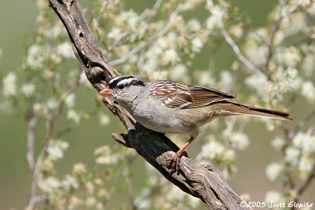 White-crowned Sparrow