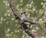 Black-crested Titmouse