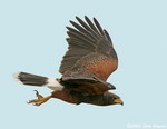 Harris's Hawk