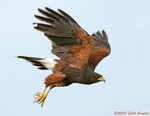 Harris's Hawk