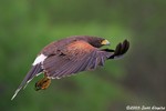 Harris's Hawk