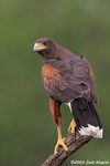 Harris's Hawk