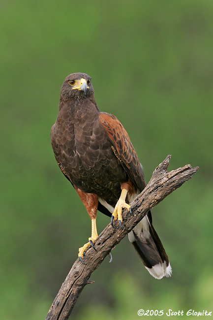 Harris's Hawk