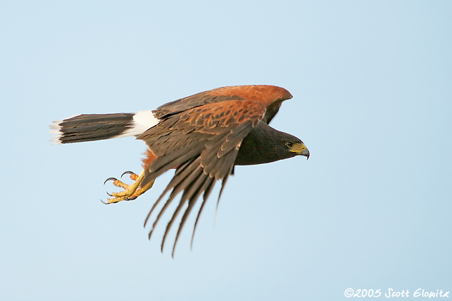 Harris's Hawk