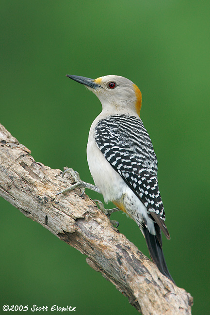 Golden-fronted Woodpecker female