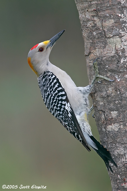 Golden-fronted Woodpecker