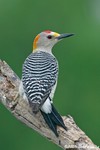 Golden-fronted Woodpecker