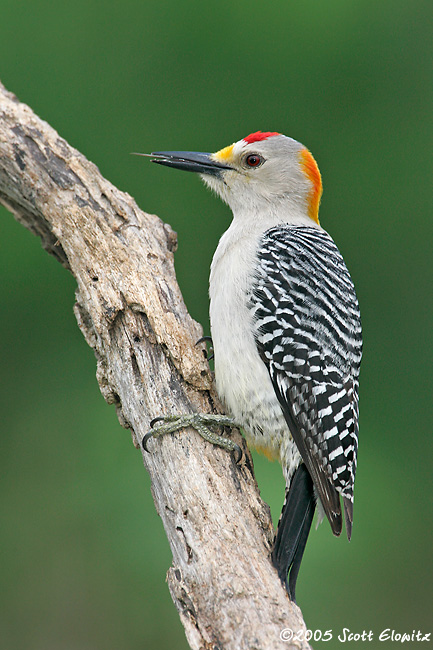 Golden-fronted Woodpecker