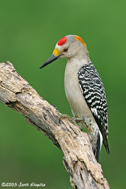 Golden-fronted Woodpecker