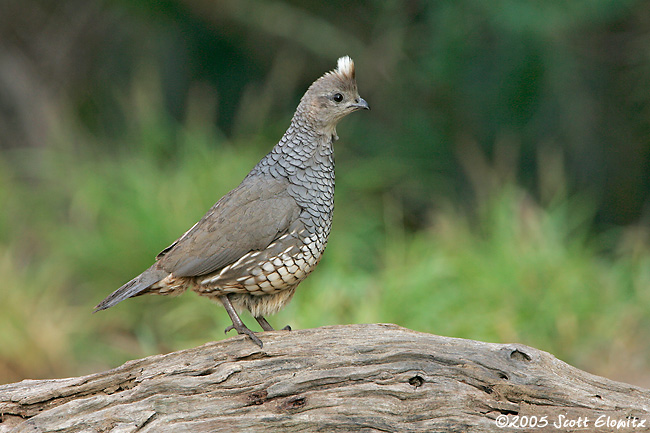 Scaled Quail