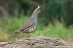 Scaled Quail