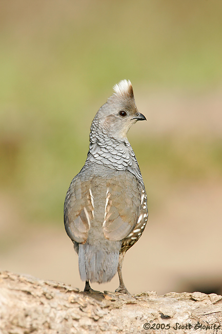 Scaled Quail