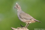 Scaled Quail