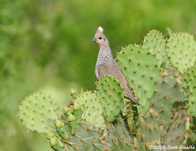 Scaled Quail