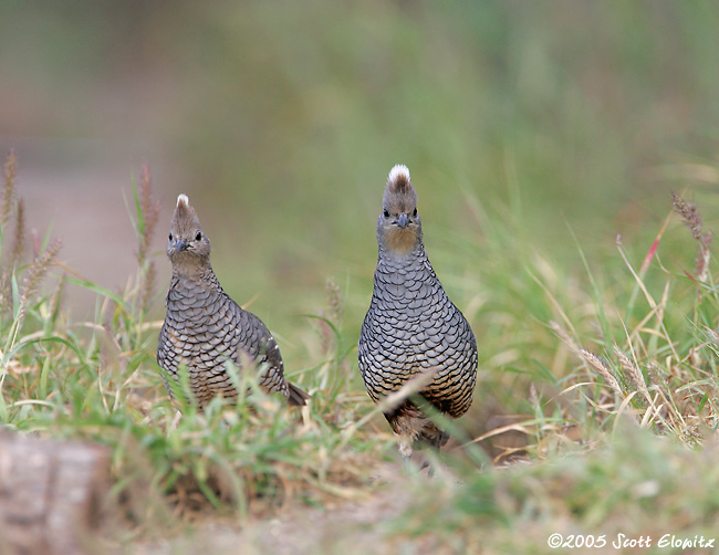 Scaled Quail