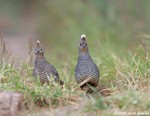 Scaled Quail