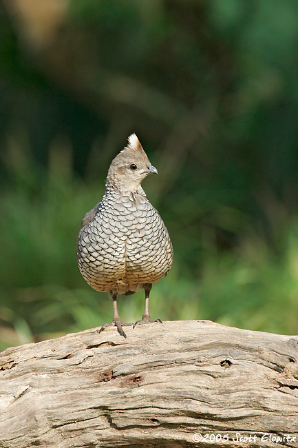 Scaled Quail