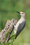 Golden-fronted Woodpecker