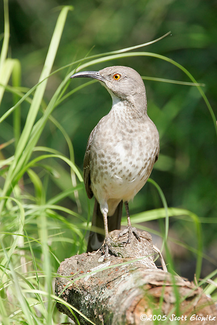 Curve-billed Thrasher