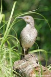 Curve-billed Thrasher