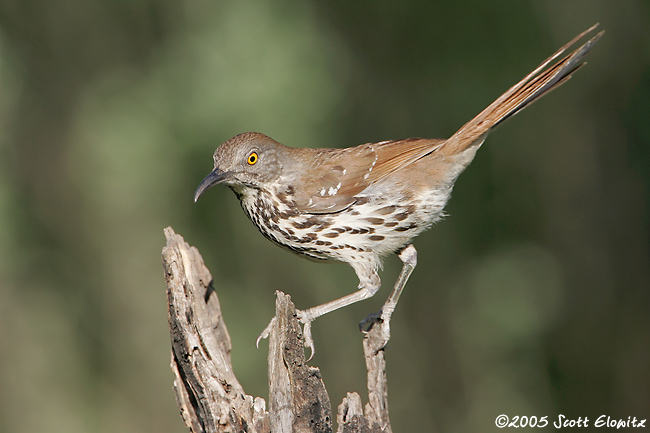 Long-billed Thrasher