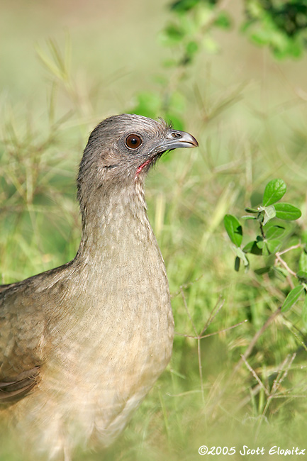 Plain Chachalaca