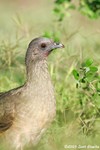 Plain Chachalaca