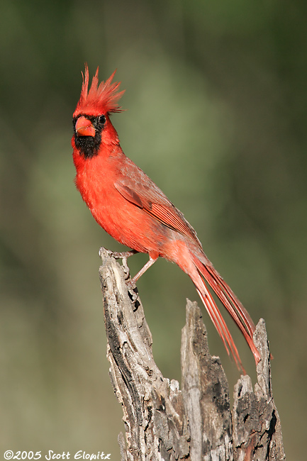 Northern Cardinal